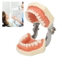 thumbnail image 1 of Modelo De Preparación De Dientes, 28 Dientes Modelo De Dientes De Quiste De Resina Desmontable Enseñanza De Fijación De Tornillos Para Exámenes De Certificación Para, 1 of 7