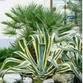 thumbnail image 4 of Agave Americana 'Variegata', 4 of 5