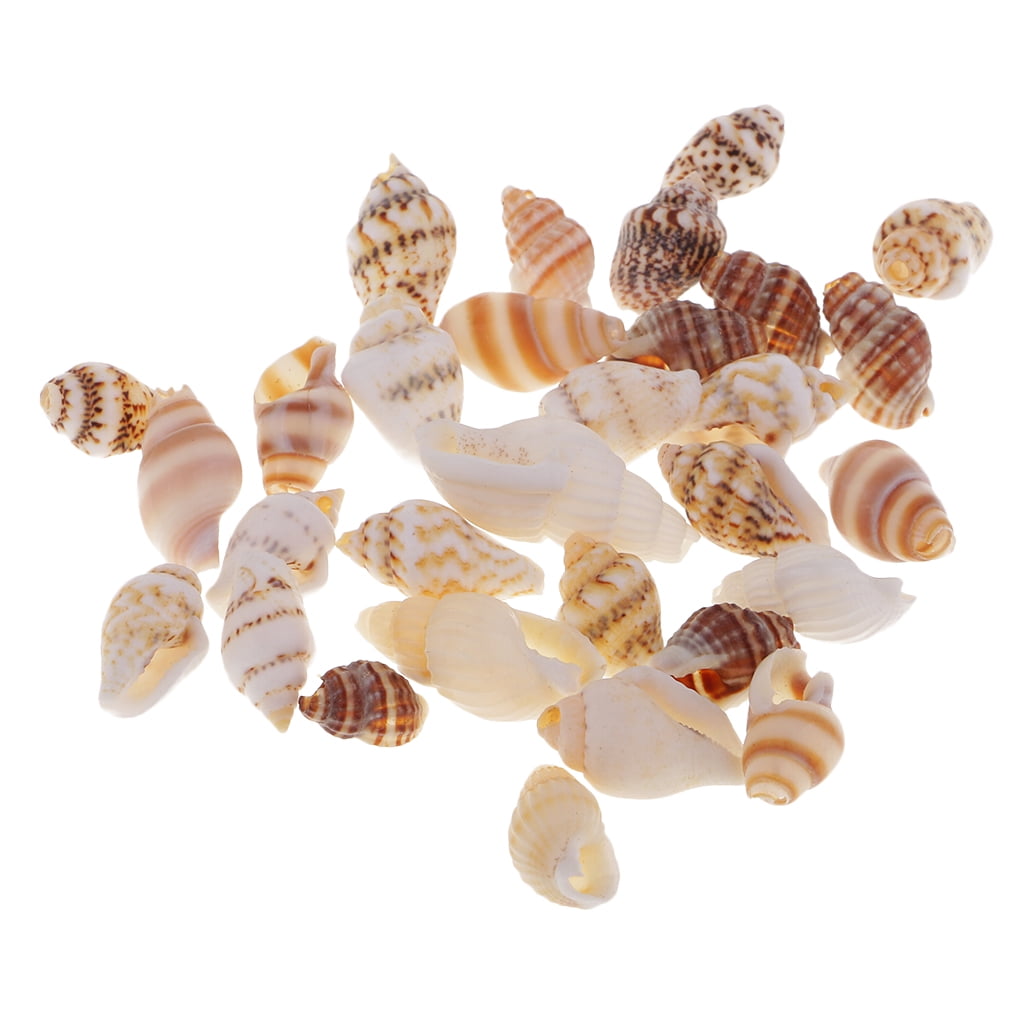 30pcs Mixed Sea Shells Natural Seashells Conch Crafts DIY Wedding Decoration 