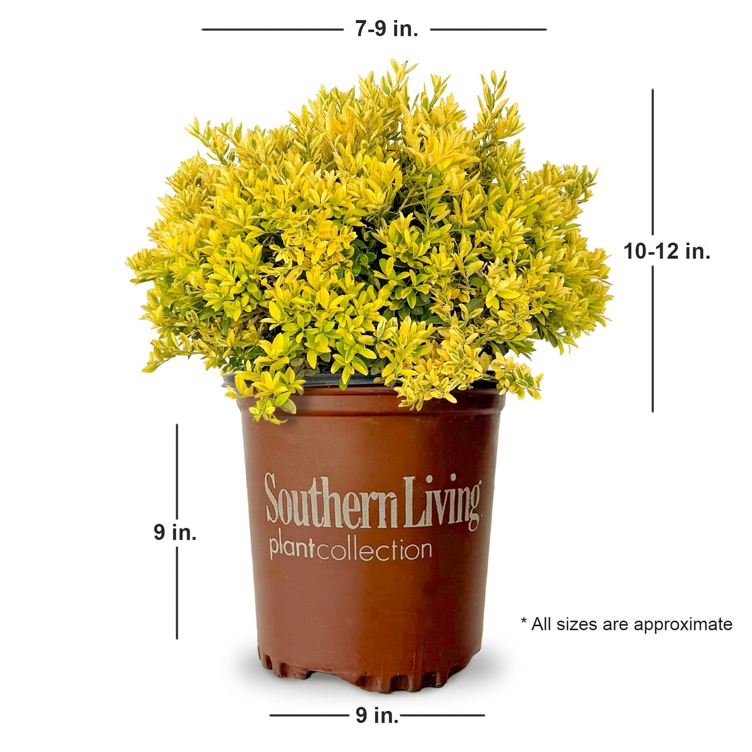 Southern Living Touch Of Gold Holly Live Shrub in 1.5-Gallon Grower Pot