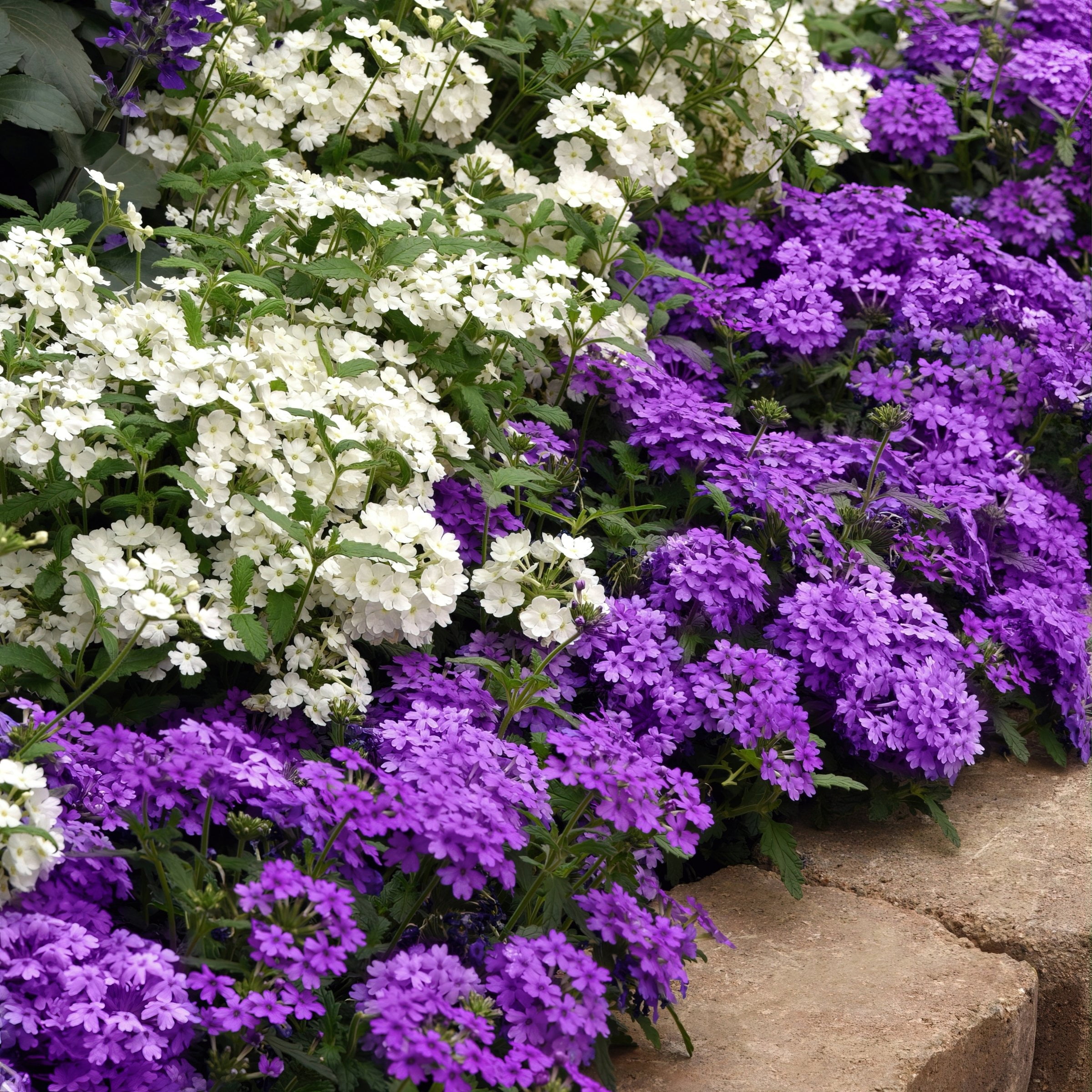 Live Perennial 4" Verbena EnduraScape Dark Purple (3-Pack) with Full Sunlight