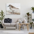 thumbnail image 2 of Sandpiper Painting Speckled Feather Beach Bird Nautical Coast Animals & Insects Painting Gallery-Wrapped Canvas Print Wall Art, 2 of 7