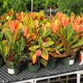 thumbnail image 4 of Brighter Blooms - Croton 'Petra' Plant, 3 gal. - No Shipping To AK, AZ, HI, 4 of 6