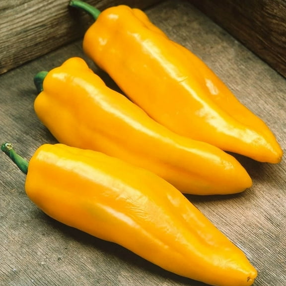 Mama Mia Giallo F1 Hybrid Pepper ~25 Seeds - Non-GMO, Hybrid F1 Sweet Pepper Vegetable Gardening Seeds