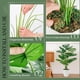 thumbnail image 3 of Planta artificial Der Rose Monstera de 70 cm con maceta blanca, 3 of 7