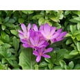 thumbnail image 5 of 10 AUTUMN CROCUS Colchicum Autumnale Meadow Saffron Flower Seeds, 5 of 5