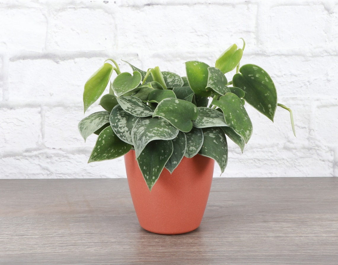 Live Satin Pothos Plant 4" Biodegradable Pot Terra Cotta