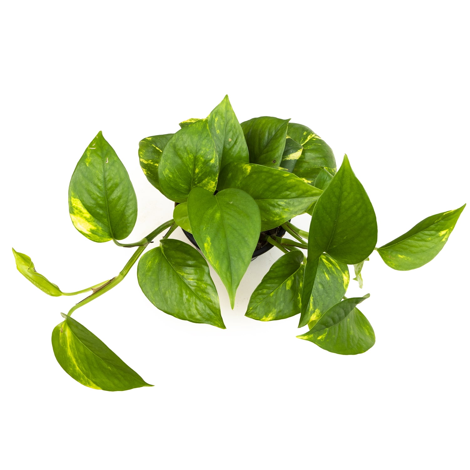 Golden Pothos Easy Care Houseplant | 4.25in Pot; Indirect Sun | Element by Altman Plants