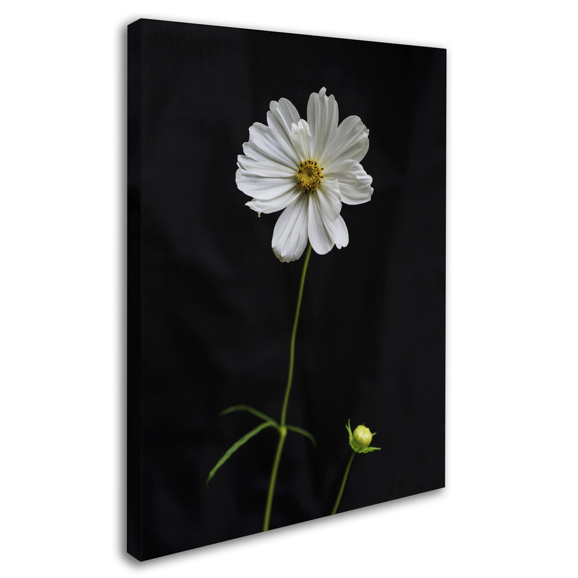Trademark Fine Art "White Cosmos on Black" Canvas Art by Kurt Shaffer
