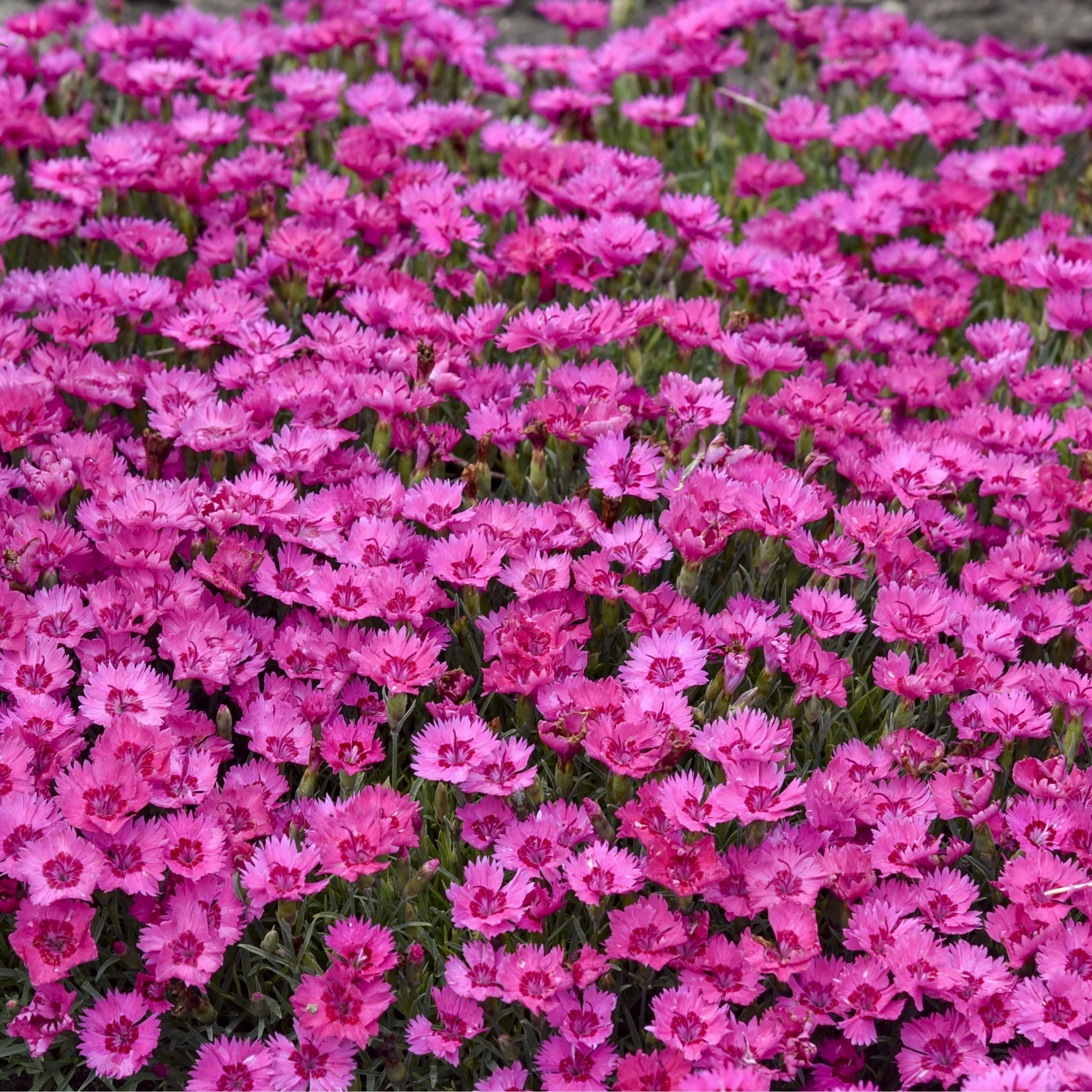 Proven Winners 6" Pink 'Paint the Town Fancy' Pinks Live Plant in 6.5" Pot