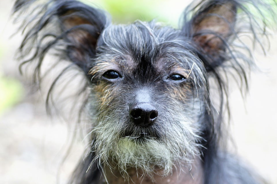 hairless chinese crested