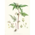 thumbnail image 2 of Walter Fitch Hood 11x14 Gold Ornate Wood Frame and Double Matted Museum Art Print Titled - Begonia Gemmipara, H.F. Et T. (1855), 2 of 4