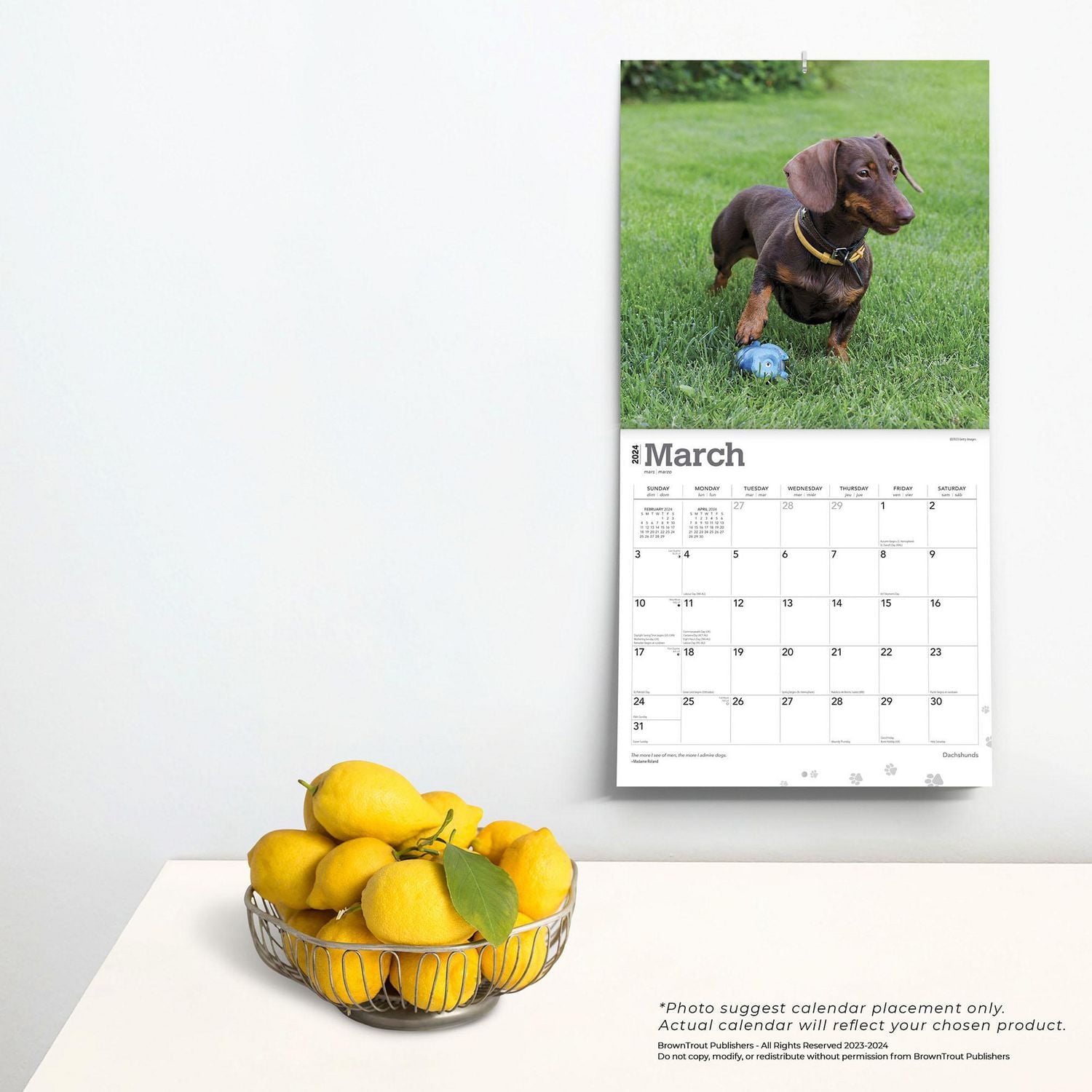 BrownTrout Dachshunds 2024 12x24 Inch Square Wall Calendar, 9781975462550