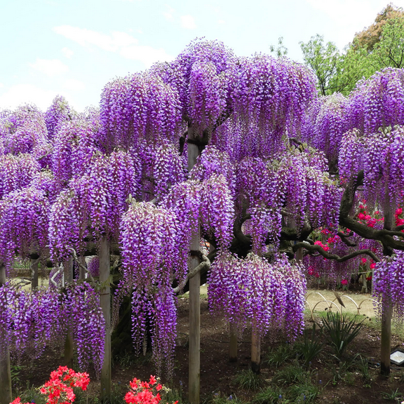 Purple Wisteria Tree Live Plant Well Rooted in 2.5 Inch Pot, Fragrant Wisteria Flowers