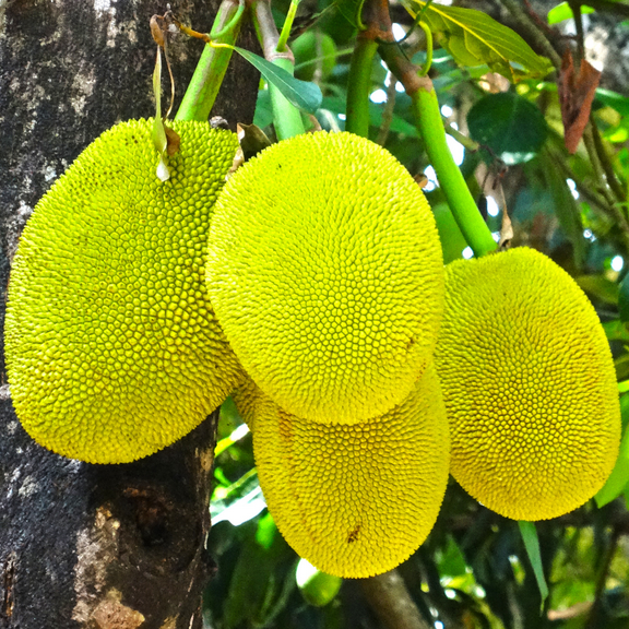 Jackfruit Tropical Fruit Live Plant in Pot, Perennial Fruit Tree, Yellow Jackfruit Plant from 18-24 Inches for Outdoor Gardening