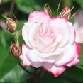 thumbnail image 4 of Heirloom Roses Live Plant - Candy Cane Cocktail™ Floribunda Pink Flowers - White Rose Plant, 4 of 6
