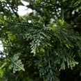 thumbnail image 3 of Pure Garden 5ft Artificial Cedar Topiary Trees - Potted Indoor or Outdoor Plastic Tree in Pot, 3 of 7