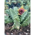 thumbnail image 4 of BubbleBlooms Huernia Zebrina Lifesaver, Confusa Phillips, Starfish Stapelia Plant- 4 Inch Pot, 4 of 9