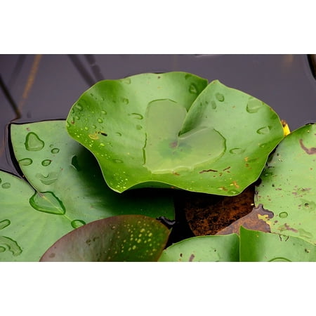 Green Pond Lily - Canvas Print Rain Green Water Nature Leaves Pond Lily Pad Stretched Canvas 10 x 14