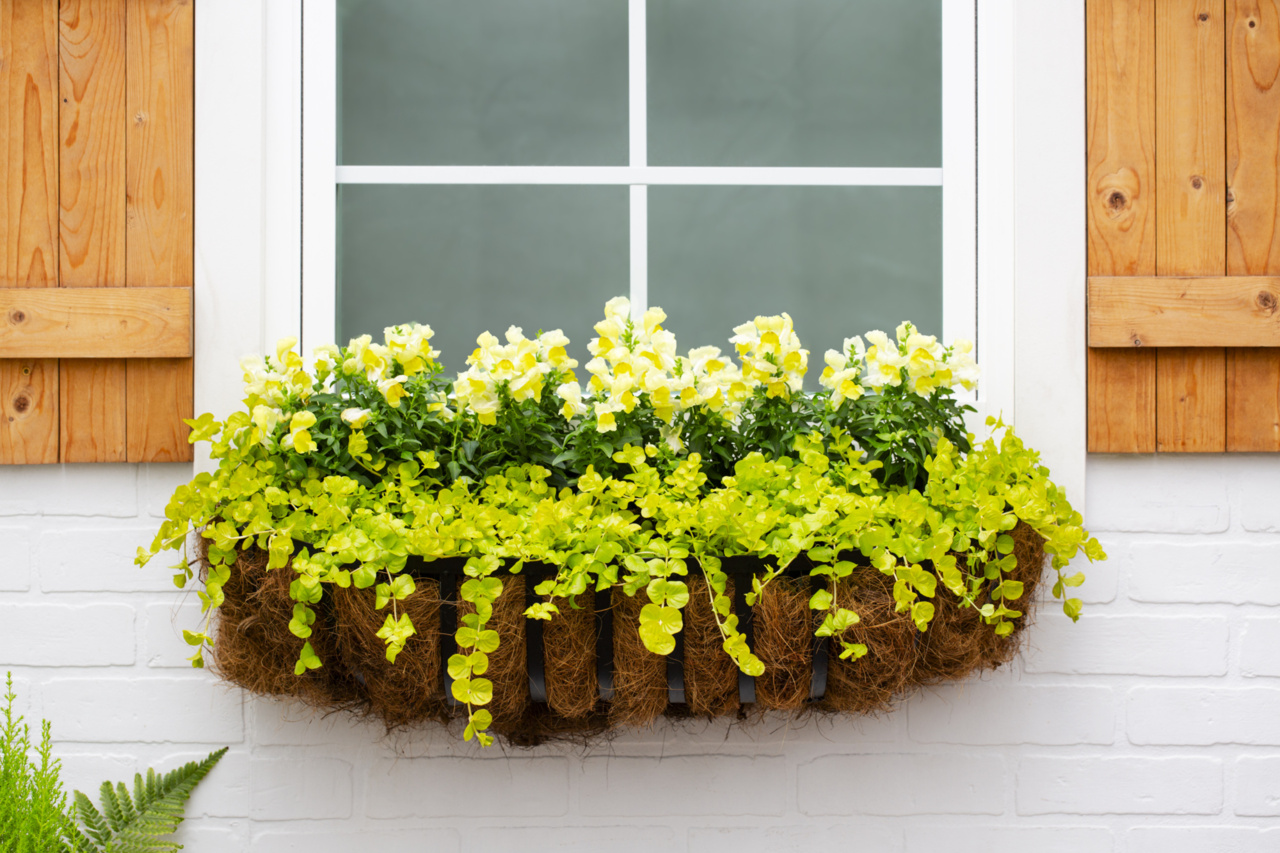 Better Homes & Gardens 1PT Green Lysimachia Live Annual Plant Sun