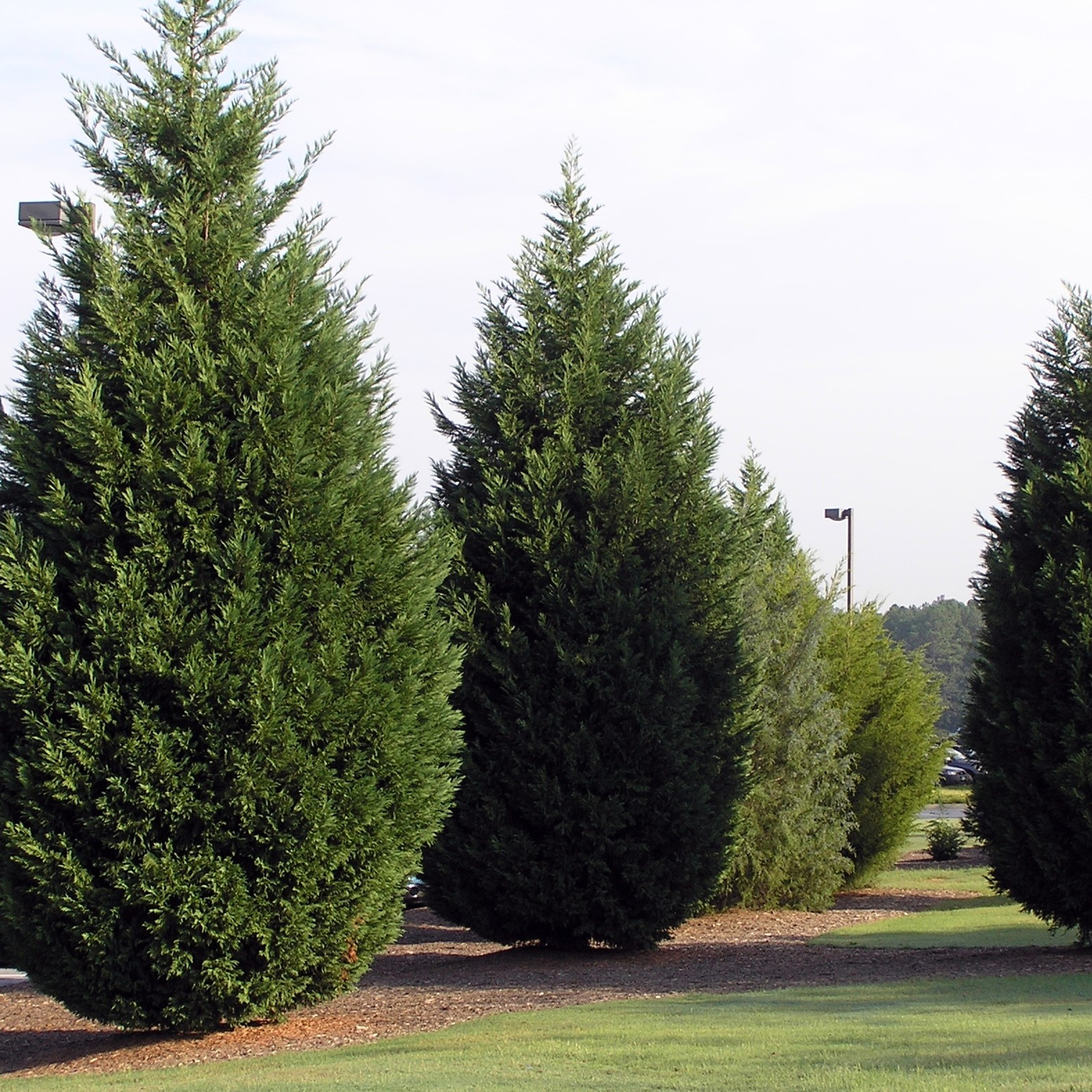 Holiday Time 3.0GL Leyland Cypress Potted Holiday Shrub in Decorative Container