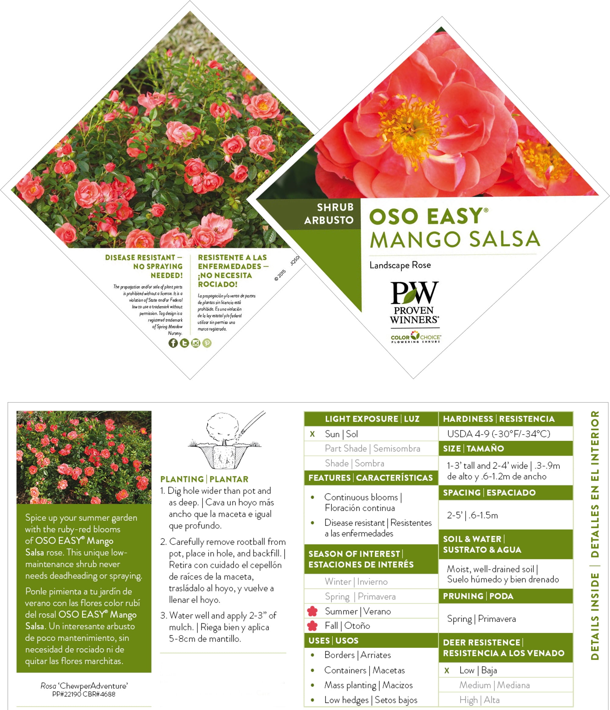 Proven Winners ColorChoice Oso Easy Mango Salsa Rose Live Shrub (2 Gallon)