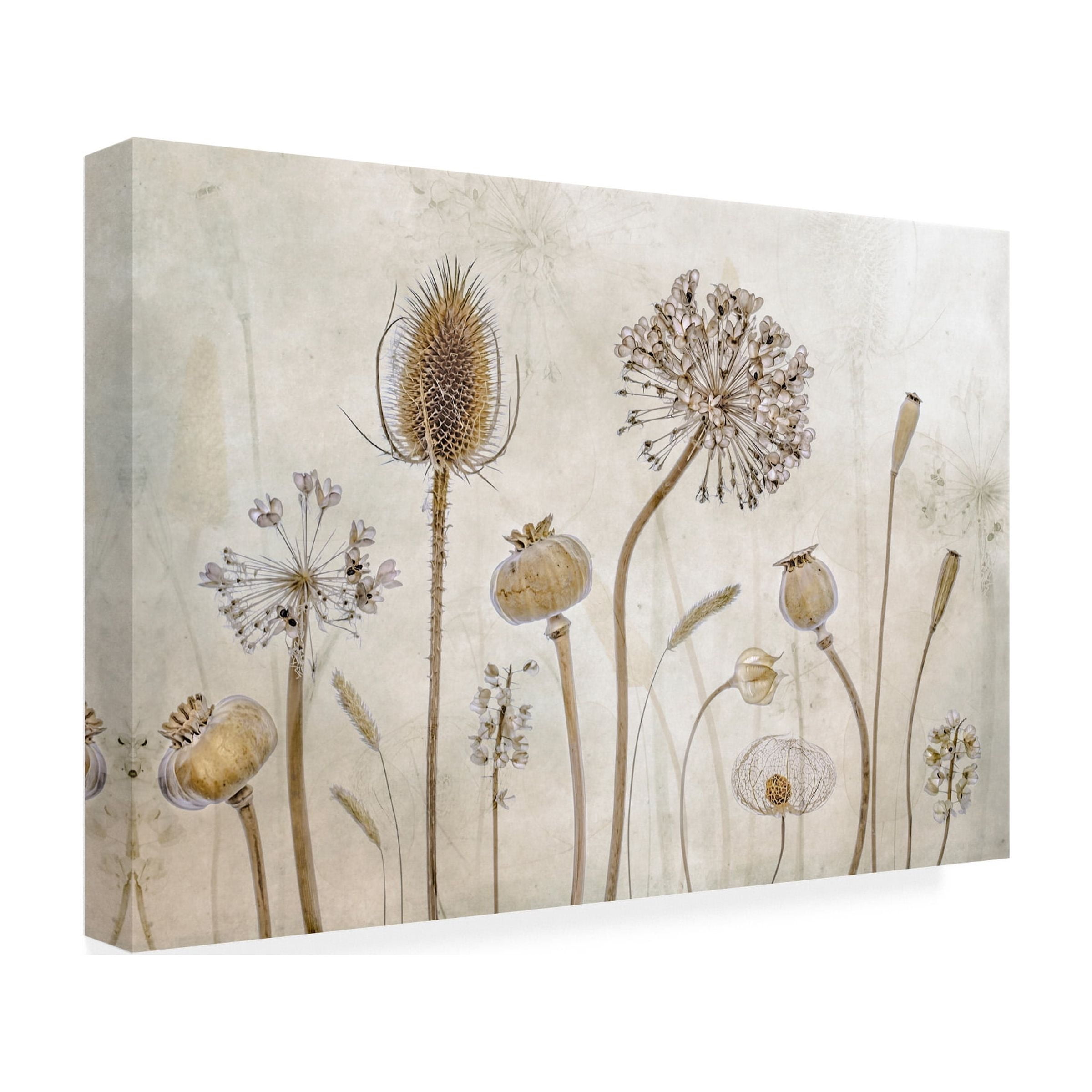 Trademark Fine Art Mandy Disher Growing Old Canvas Wall Art - 30x47