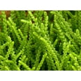thumbnail image 2 of Princess Pine Succulent Plant - Crassula muscosa - 2.5" Pot, 2 of 2