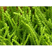 Princess Pine Succulent Plant - Crassula muscosa - 2.5 Pot