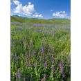 thumbnail image 2 of Zwick, Martin 12x14 White Modern Wood Framed Museum Art Print Titled - Wildflower meadow near the mountain road from Kazarman to mountain pass Urum Basch Ashuusu in the, 2 of 4