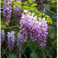thumbnail image 3 of Wisteria Bonsai Starter Tree (1 Year Old Live Plant) – Wisteria Floribunda Seedling – Fast Growing Flowering Vine for Bonsai Training – Outdoor/Indoor Bonsai Tree Starter Kit Plant, 3 of 9