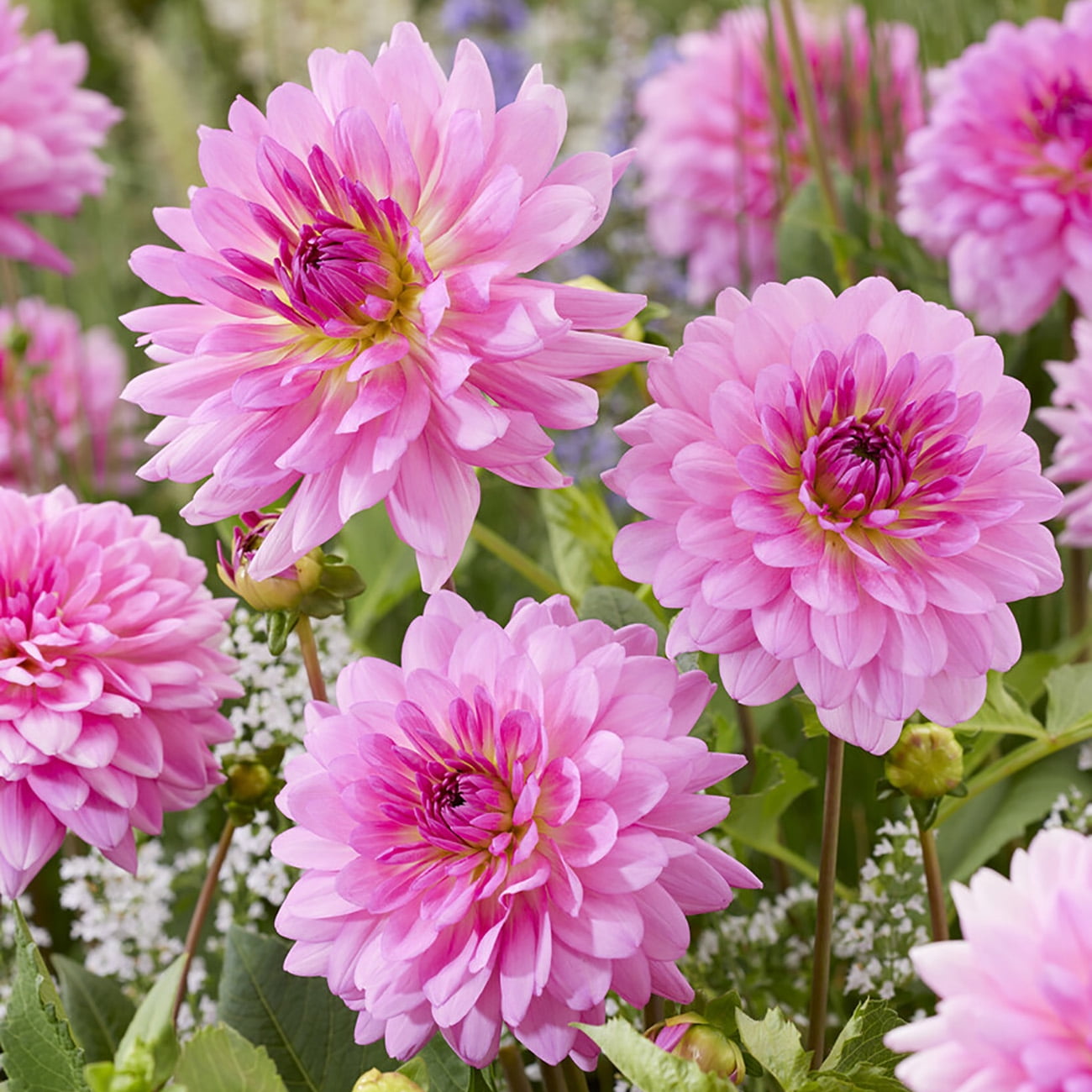 Van Zyverden Dahlias Rosella, 5 Bulbs, Pink, Full Sun, Annual, Flowering