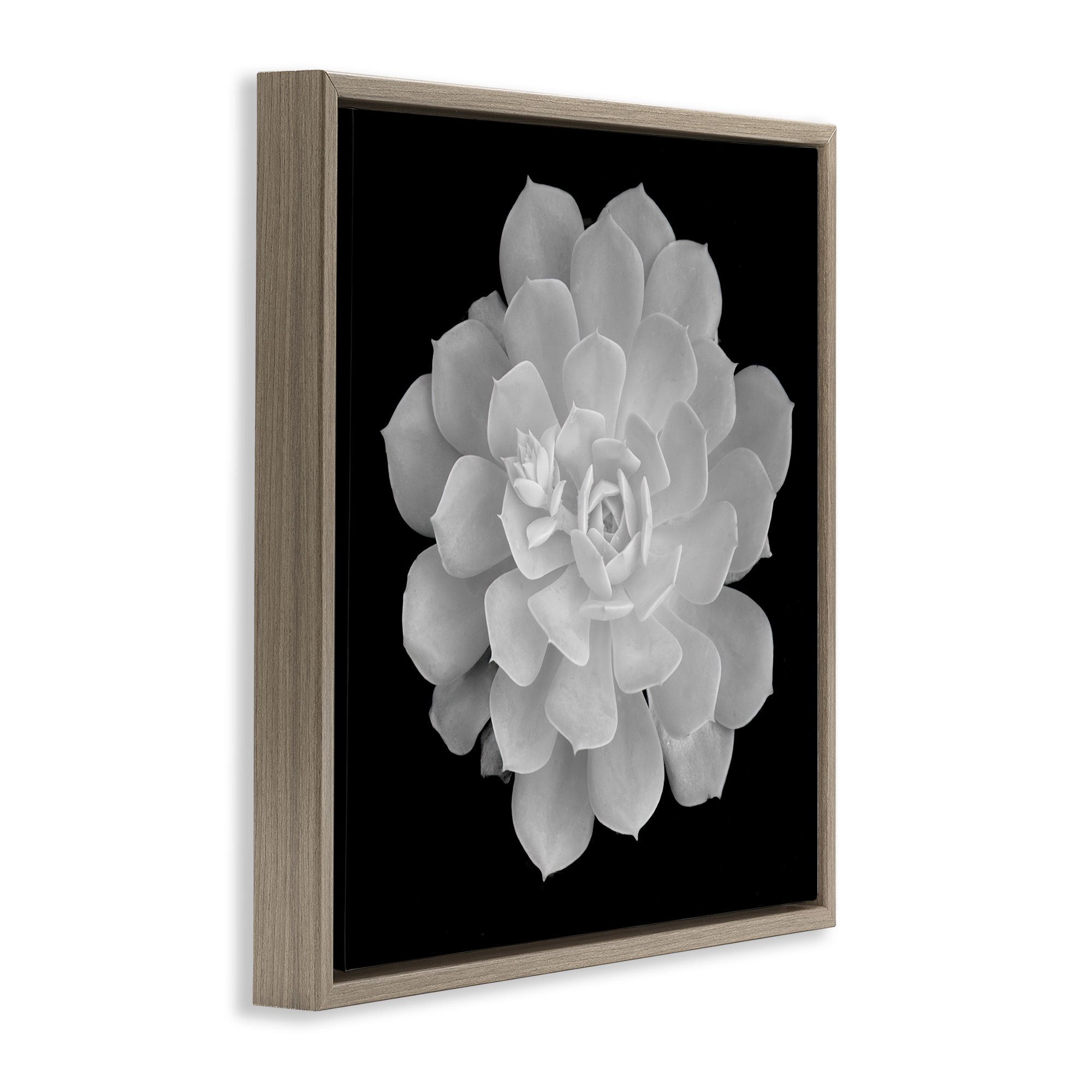 Pure White Succulent Contrast Brown Framed Floater Canvas Wall Art, design by Phillip Flowers