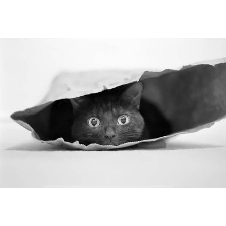 - Cat in a Bag Print Wall Art By Jeremy Holthuysen