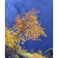 thumbnail image 2 of Talbot Frank, Christopher 12x14 Black Ornate Wood Framed with Double Matting Museum Art Print Titled - CA, Sierra Nevada Sunlight on an aspen in autumn, 2 of 4