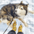 thumbnail image 6 of Sloggers Women's Rain & Garden Chicken Print Boot, 6 of 9