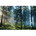 thumbnail image 1 of PPHAOSHO Nature Tree Forest lassroom Shelf Poster frameless Painting Canvas Wall Posters Art Picture Print Modern Home Decor 8x12inch, 1 of 5