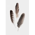 thumbnail image 2 of PI Studio 23x32 White Modern Wood Framed Museum Art Print Titled - Feathers I, 2 of 4