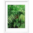 thumbnail image 2 of Tiger Hiding in Foliage Framed Print Wall Art Sold by Art.Com, 2 of 5