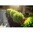 thumbnail image 6 of Sunbright Boxwood  20 Live Plants  Luminous Golden-Yellow Foliage, Perfect for Borders & Landscaping, Year-Round Color & Drought Tolerant, Live Shrub Plant, 6 of 8