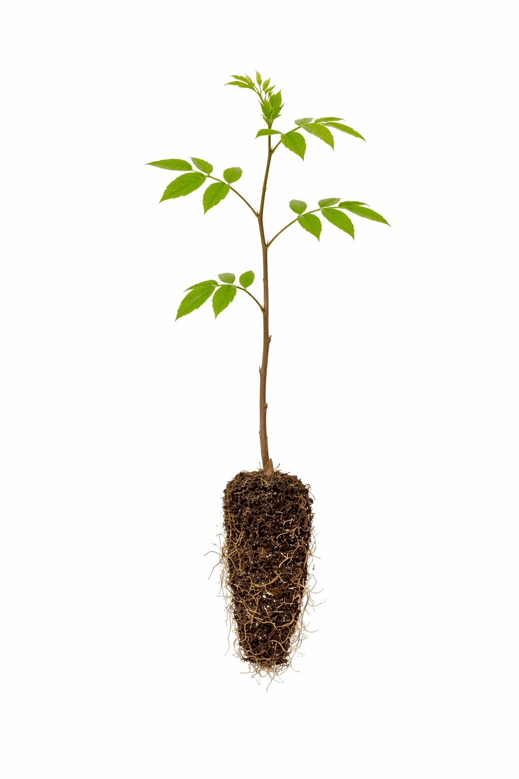 Chinese Wisteria Bonsai Tree Seedling for Planting - 1 Year Old Well Rooted Seedling