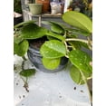 thumbnail image 3 of Gardenera Labs Hoya Plant Premium Potting Mix - 10 Quart - Optimal Balance for Thriving Hoyas: Air, Moisture, and Nutrient Retention, 3 of 5