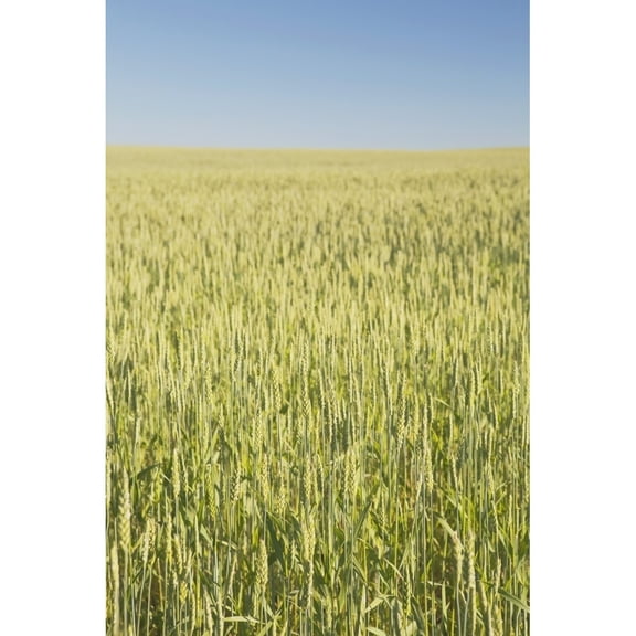 Posterazzi DPI1866275 Green Wheat Field Alberta Canada Poster Print, 12 x 19