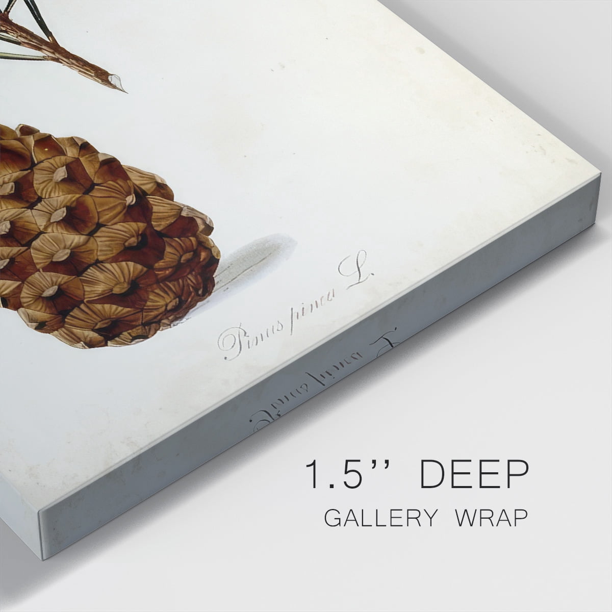 Antique Tree Study V- Gallery Wrapped Canvas