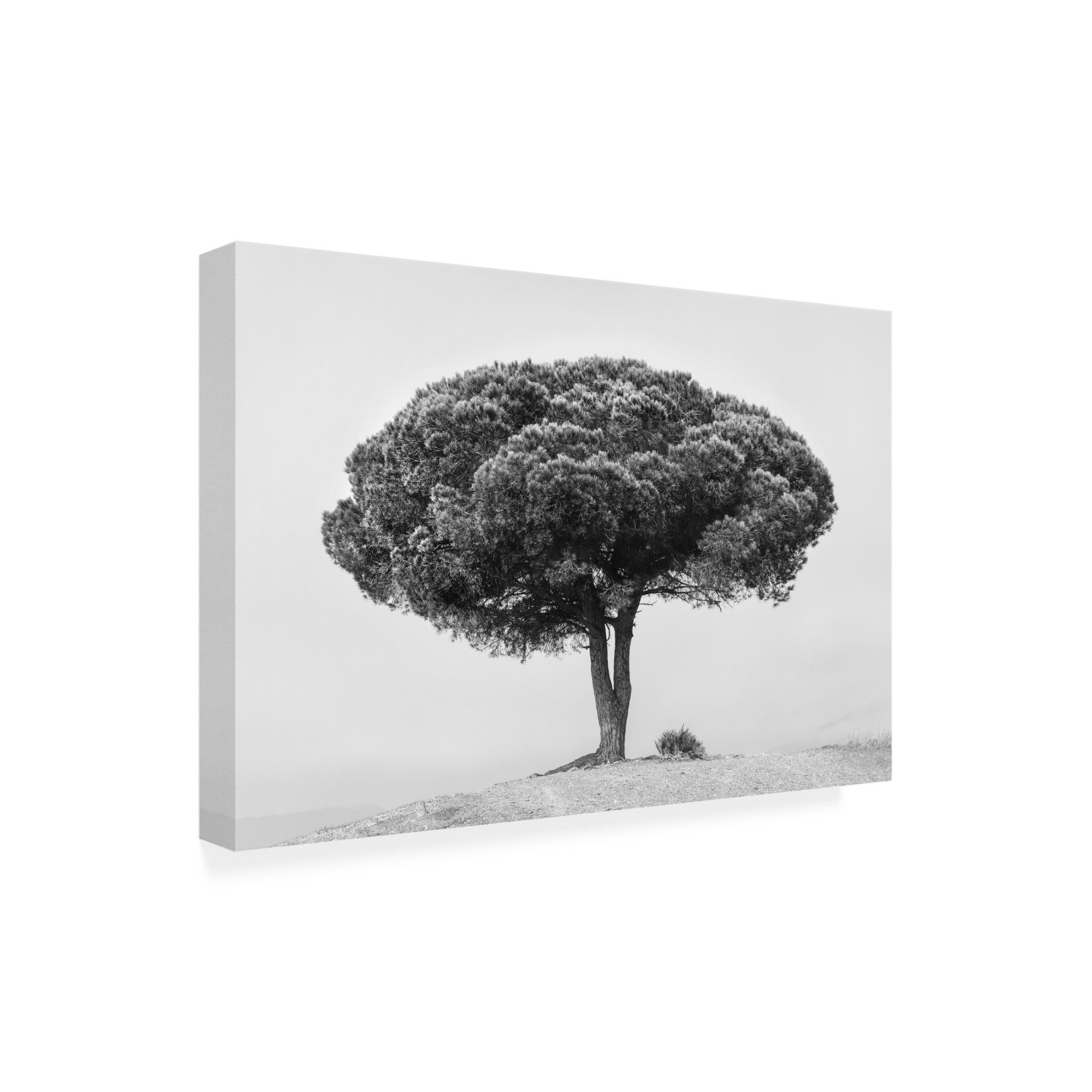 Trademark Fine Art Rikard Martin TREE Canvas Wall Art