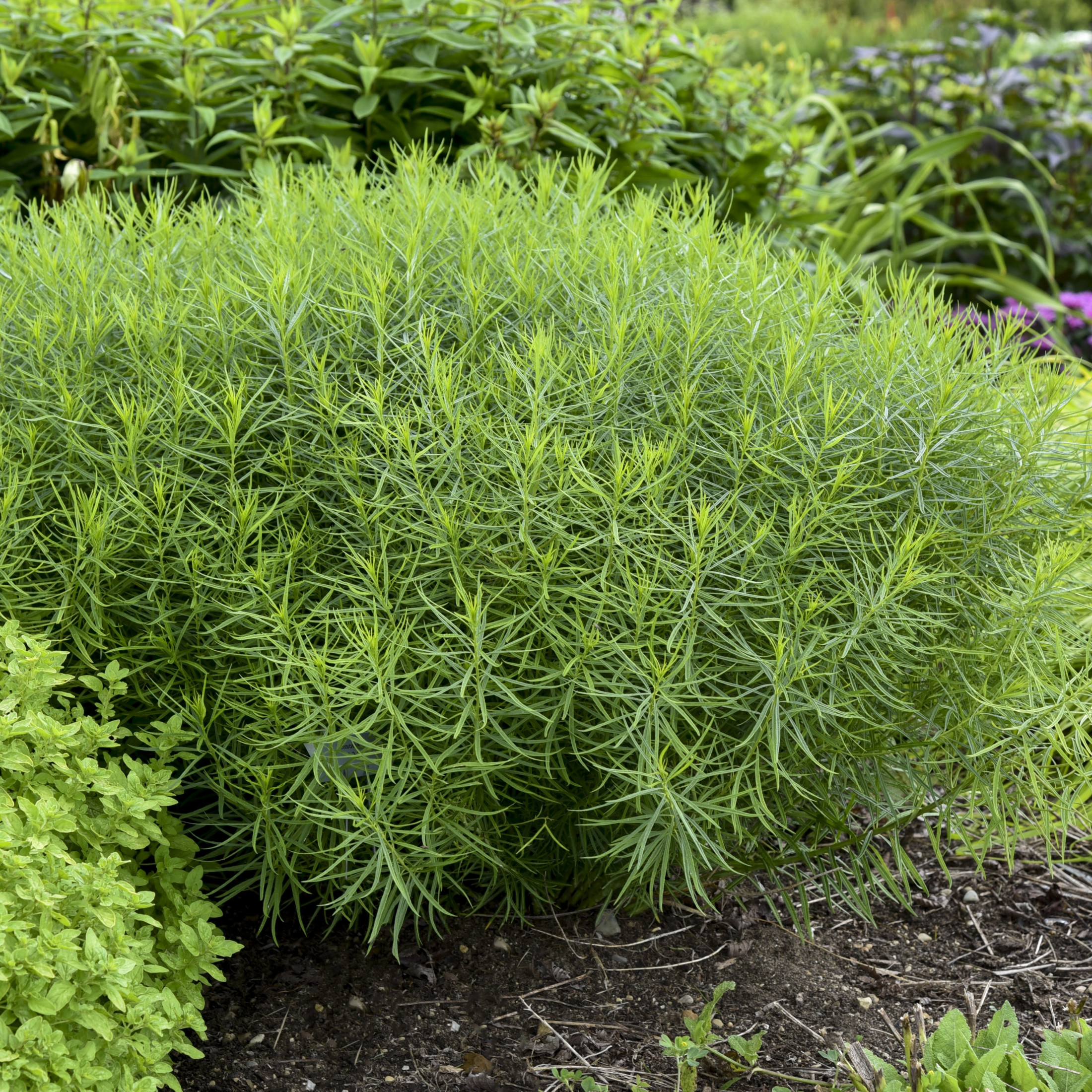 Proven Winners 6" Blue 'String Theory' Bluestar Live Plant in 7.5" Pot