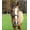 Royal, variant on Henri de Rivel Cal Embroidered Leather Halter - Pony Havana