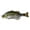 BABY_BASS, variant on Jackall Fishing GANTAREL CARP Hard Swim Baits [JGANT-CRP]
