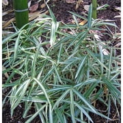 25 Dwarf White Stripe Bamboo Seeds – Compact Ornamental Bamboo for Containers, Privacy Accents & Exotic Landscaping