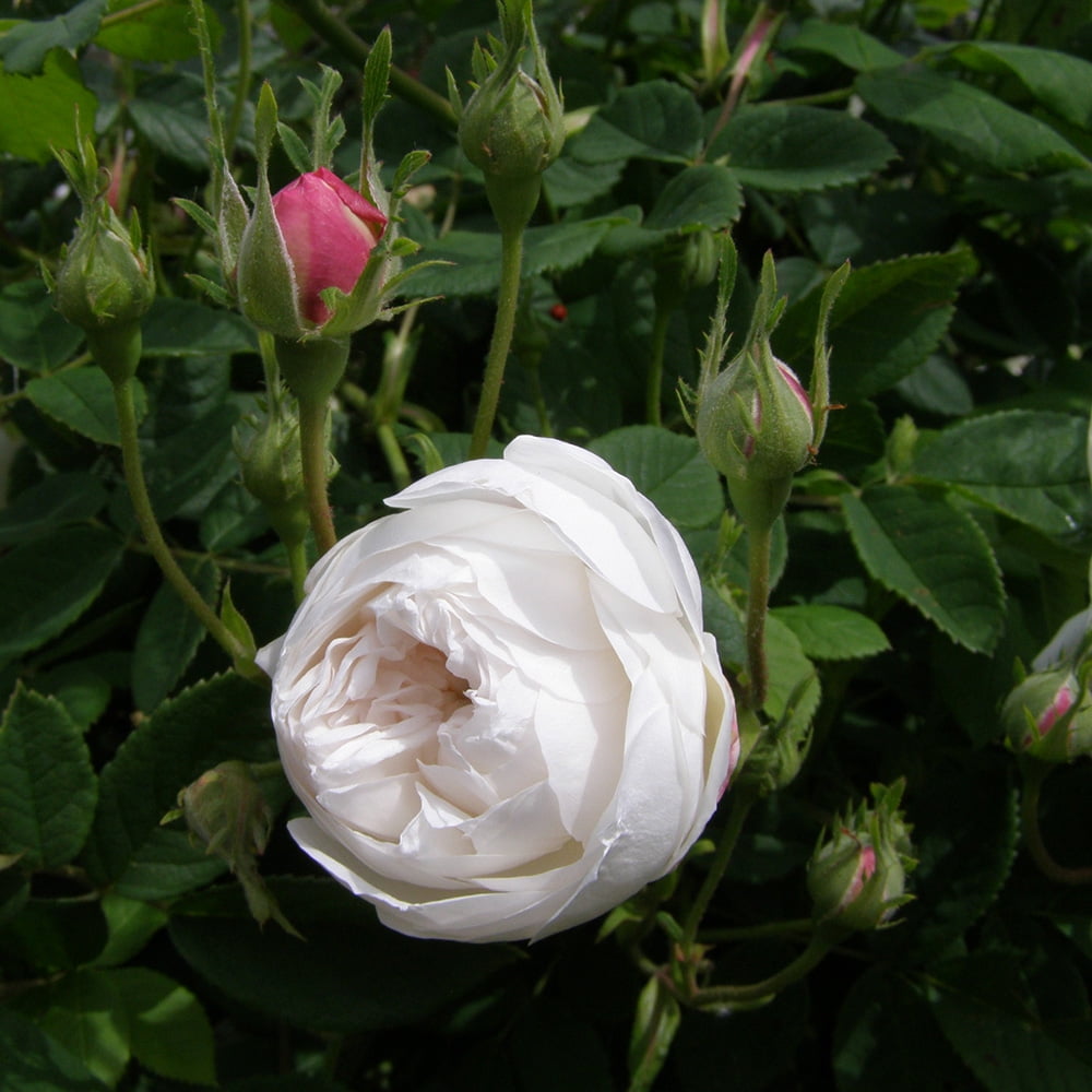 Heirloom Roses Alba Rose Bush - The Mme Plantier Plant , Live Fragrant Plants For Outdoors , White Own Root Bushes For Planting , One Gallon Potted Outdoor Flowers